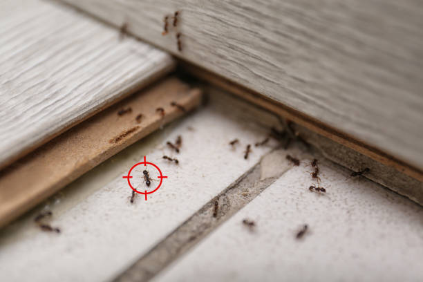 Best Pest Control Near Me in Central, TN