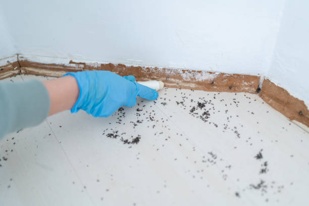 Best Local Pest Control Services  in Central, TN
